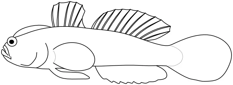 Ilustrace zástupce rodu Cristatogobius