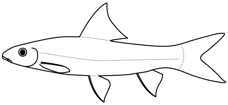 Ilustrace zástupce rodu Crossocheilus