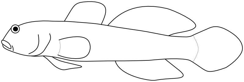 Ilustrace zástupce rodu Cryptocentrus
