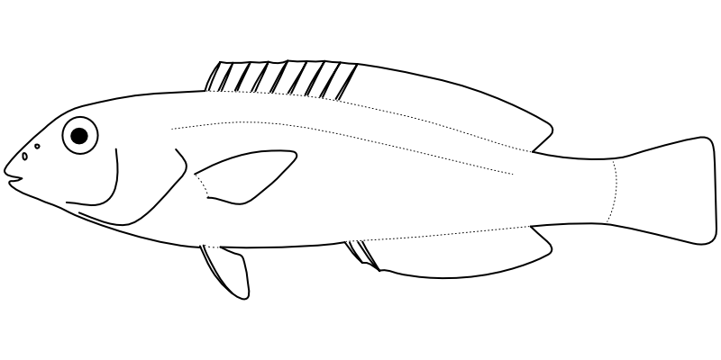 Ilustrace zástupce rodu Cryptotomus