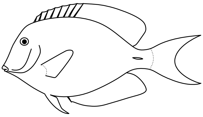 Ilustrace zástupce rodu Ctenochaetus