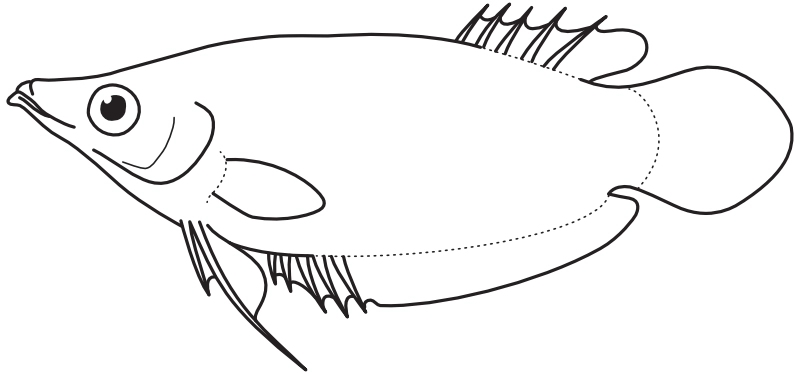 Ilustrace zástupce rodu Ctenops