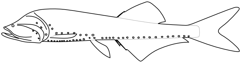 Ilustrace zástupce rodu Cyclothone