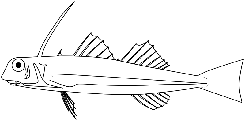 Ilustrace zástupce rodu Dactyloptena