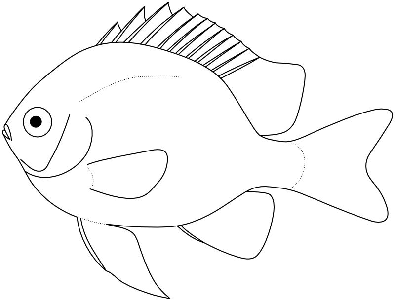 Ilustrace zástupce rodu Dascyllus