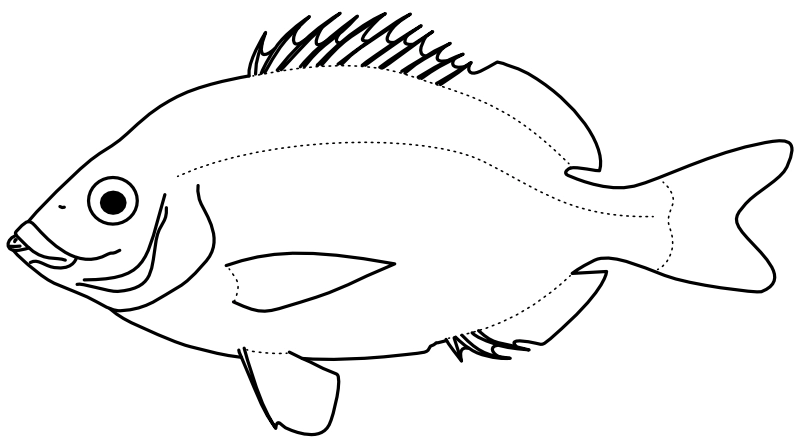 Ilustrace zástupce rodu Diplodus