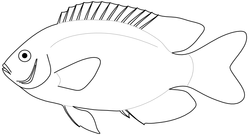 Ilustrace zástupce rodu Dischistodus