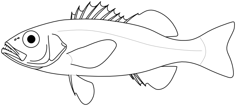 Ilustrace zástupce rodu Doederleinia