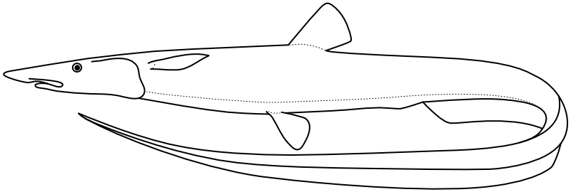 Ilustrace zástupce rodu Aldrovandia