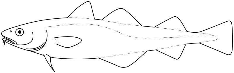 Ilustrace zástupce rodu Eleginus
