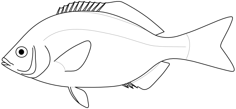 Ilustrace zástupce rodu Embiotoca