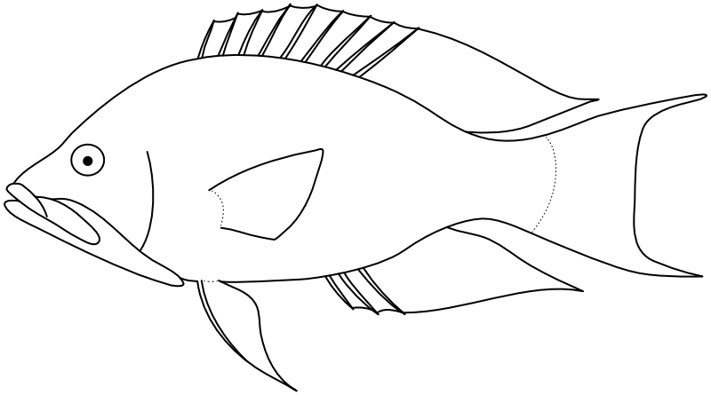 Ilustrace zástupce rodu Epibulus