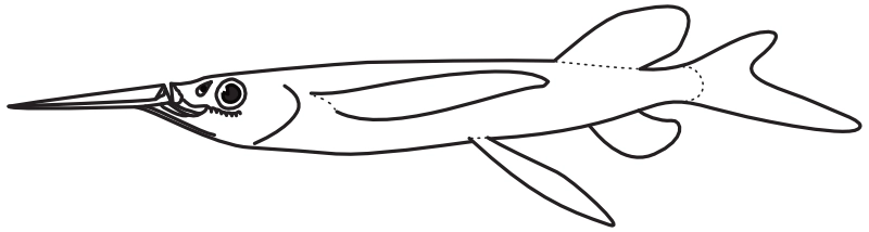 Ilustrace zástupce rodu Fodiator