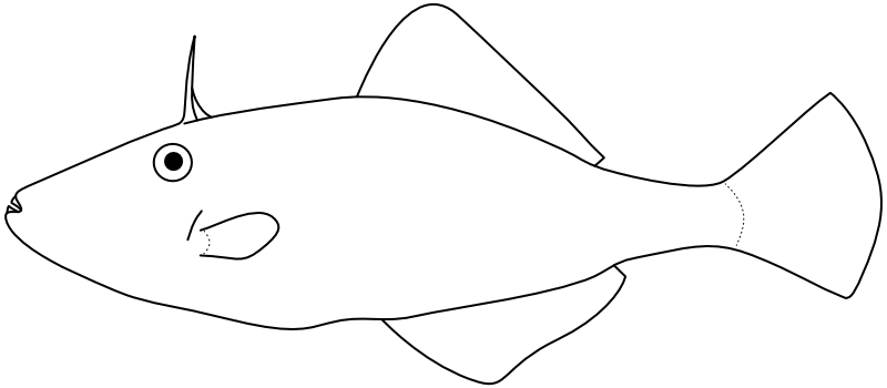 Ilustrace zástupce rodu Acanthaluteres