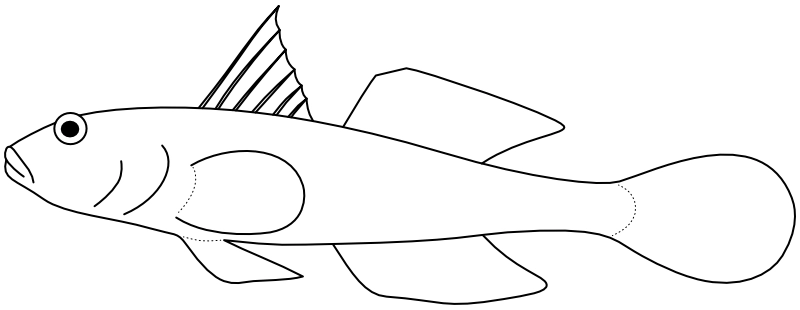 Ilustrace zástupce rodu Fusigobius