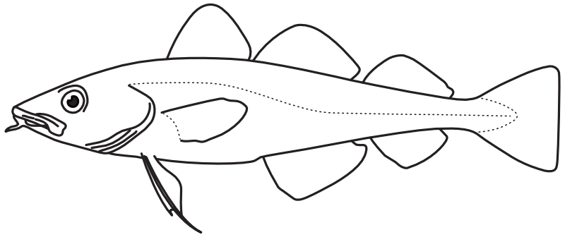 Ilustrace zástupce rodu Gadus
