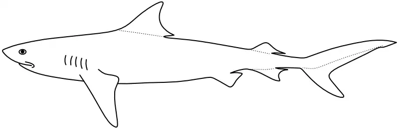Ilustrace zástupce rodu Galeocerdo