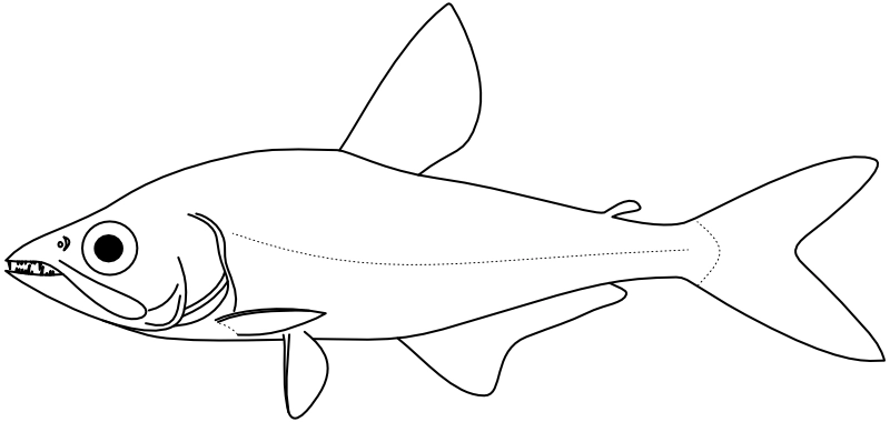 Ilustrace zástupce rodu Galeocharax