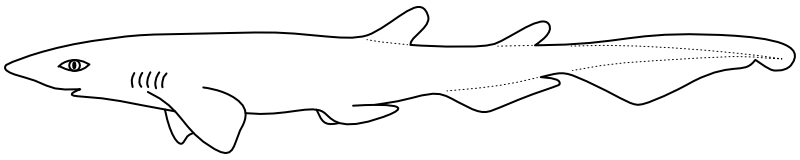 Ilustrace zástupce rodu Galeus