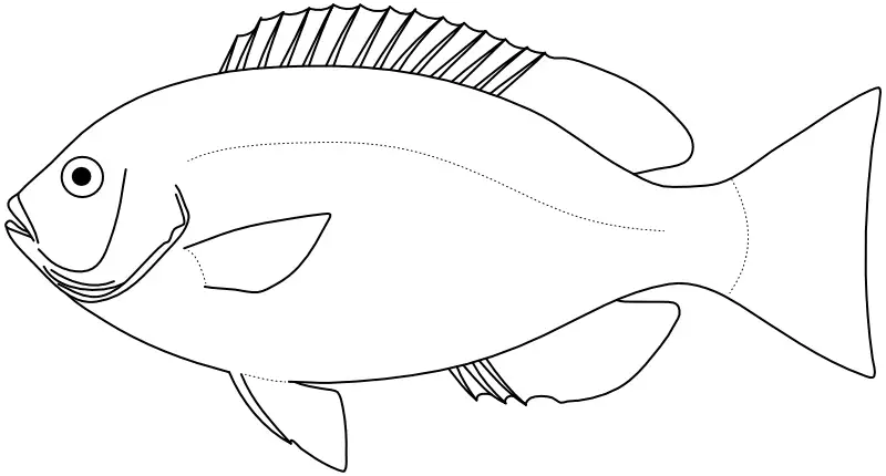 Ilustrace zástupce rodu Girella