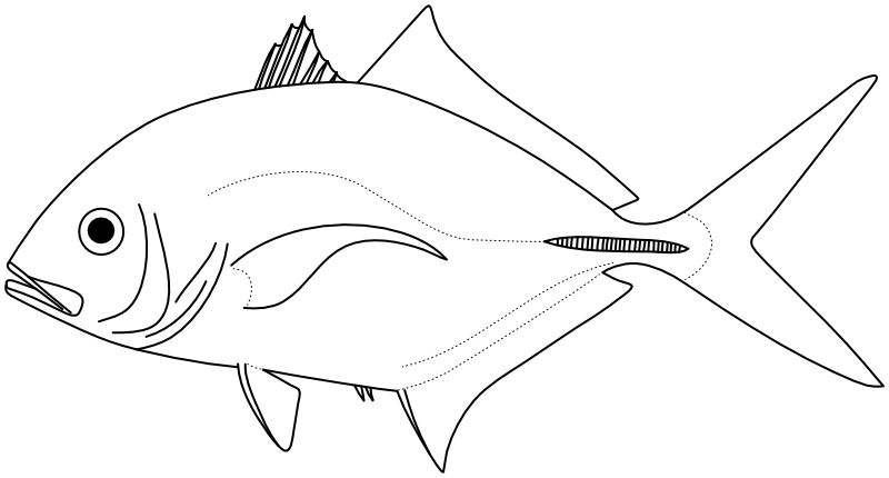 Ilustrace zástupce rodu Gnathanodon