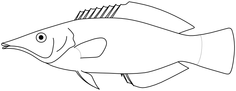 Ilustrace zástupce rodu Gomphosus