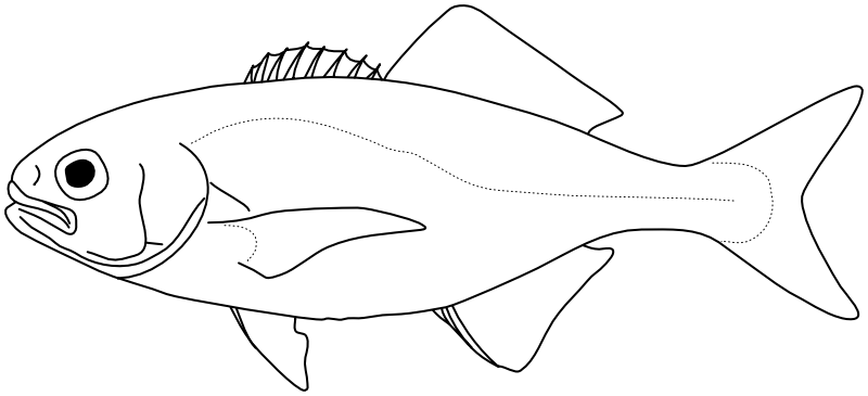 Ilustrace zástupce rodu Amarsipus