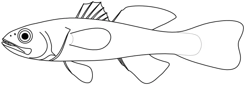 Ilustrace zástupce rodu Gymnapogon