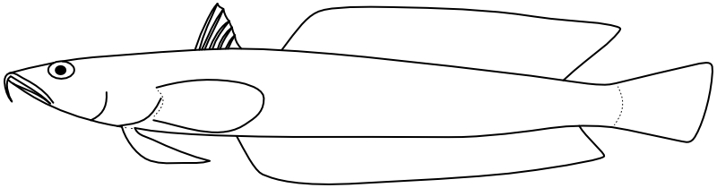 Ilustrace zástupce rodu Acanthaphritis
