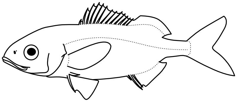 Ilustrace zástupce rodu Haemulon