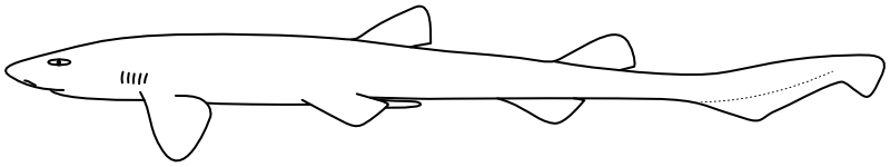 Ilustrace zástupce rodu Halaelurus