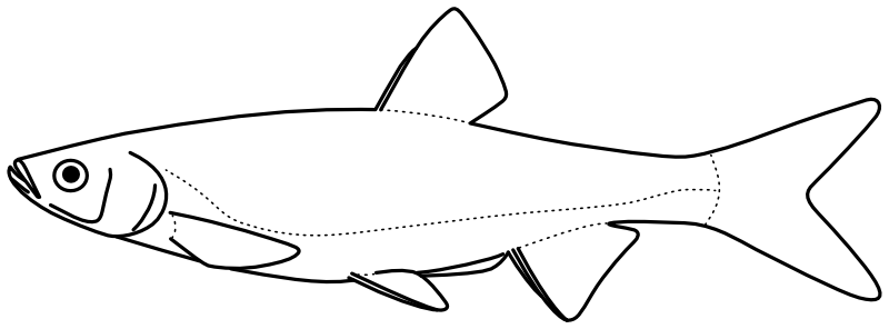 Ilustrace zástupce rodu Hemiculter