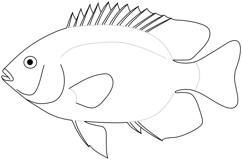 Ilustrace zástupce rodu Hemiglyphidodon