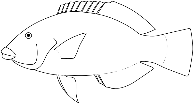 Ilustrace zástupce rodu Hemigymnus