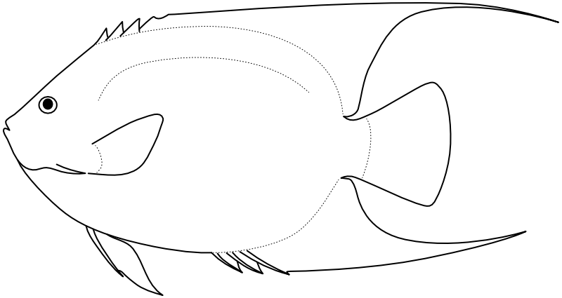 Ilustrace zástupce rodu Holacanthus