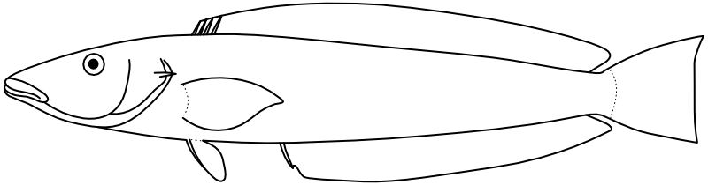 Ilustrace zástupce rodu Hoplolatilus