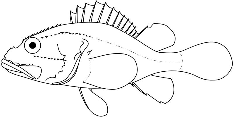 Ilustrace zástupce rodu Hoplosebastes