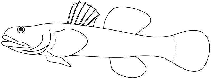 Ilustrace zástupce rodu Chaenogobius
