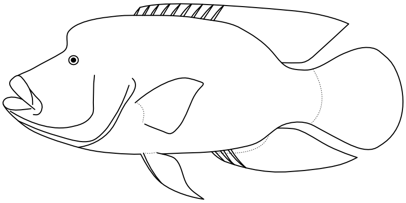 Ilustrace zástupce rodu Cheilinus