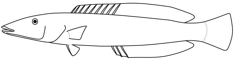 Ilustrace zástupce rodu Cheilio