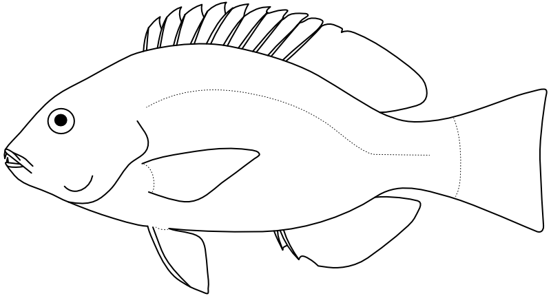 Ilustrace zástupce rodu Choerodon