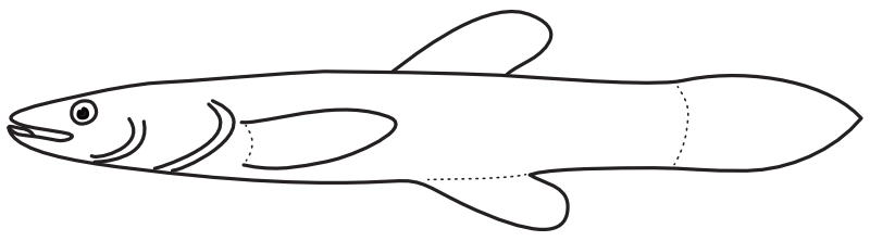 Ilustrace zástupce rodu Chologaster