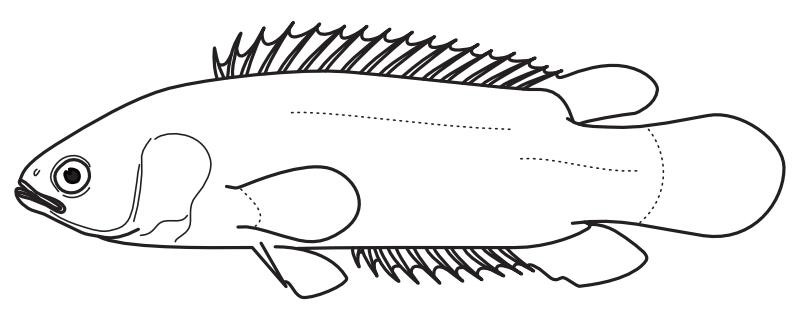 Ilustrace zástupce rodu Anabas