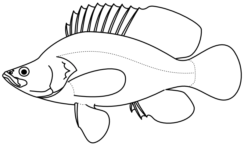 Ilustrace zástupce rodu Chromileptes