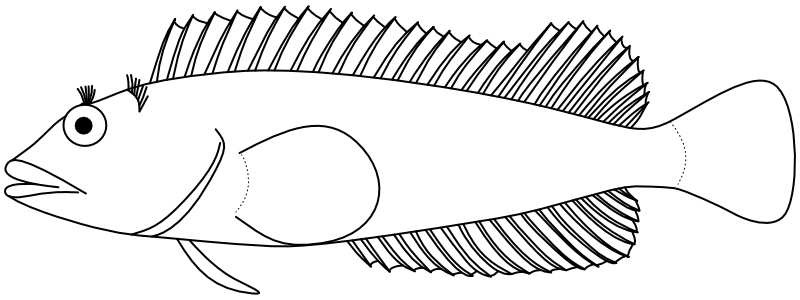 Ilustrace zástupce rodu Labrisomus