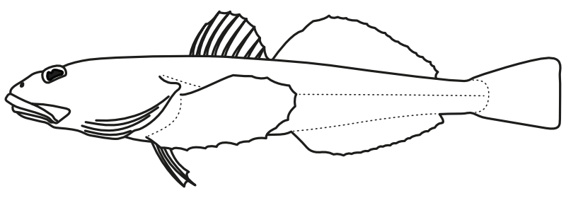 Ilustrace zástupce rodu Leptocottus