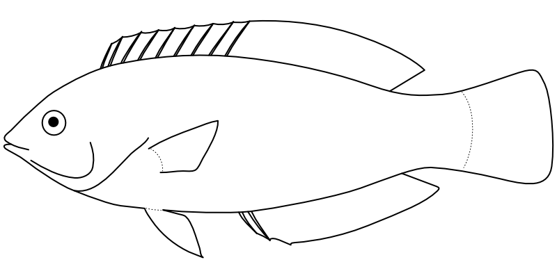 Ilustrace zástupce rodu Macropharyngodon