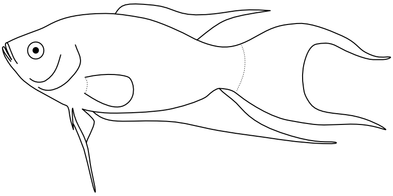Ilustrace zástupce rodu Macropodus