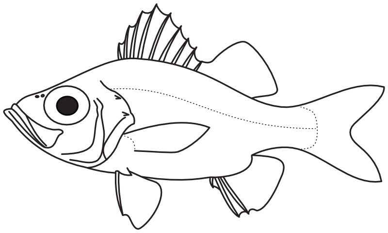 Ilustrace zástupce rodu Malakichthys