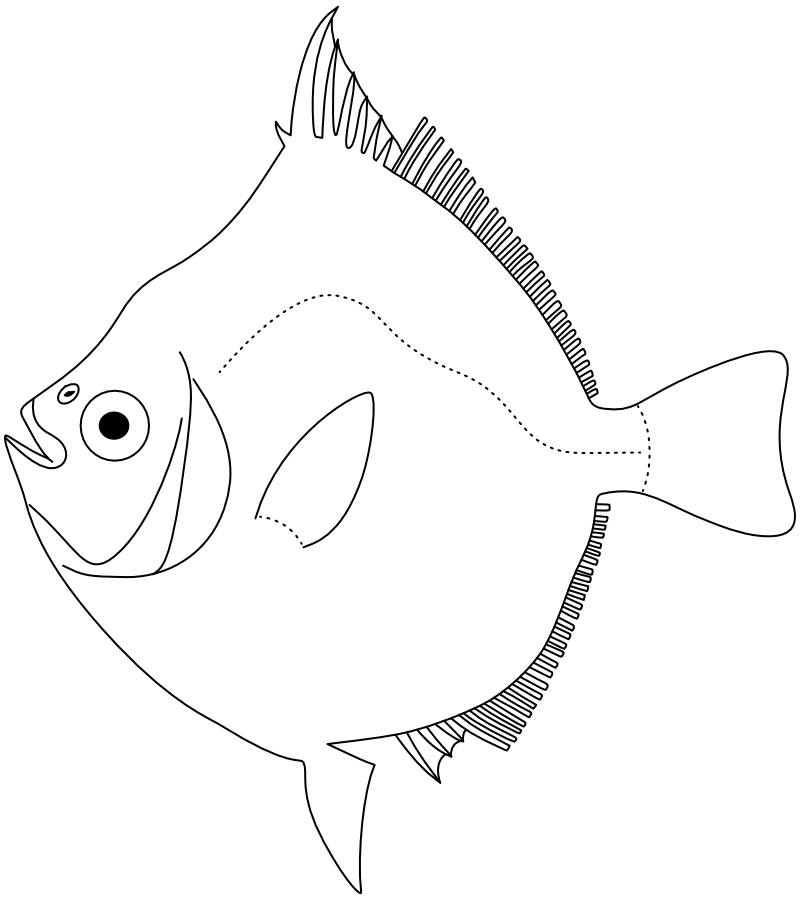 Ilustrace zástupce rodu Antigonia